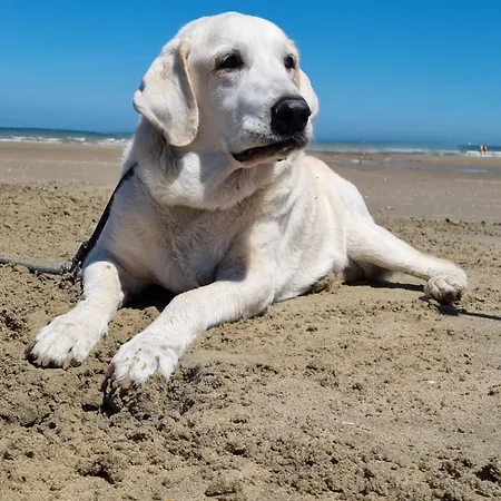 Appartamento Kunstenaarslaan De Panne