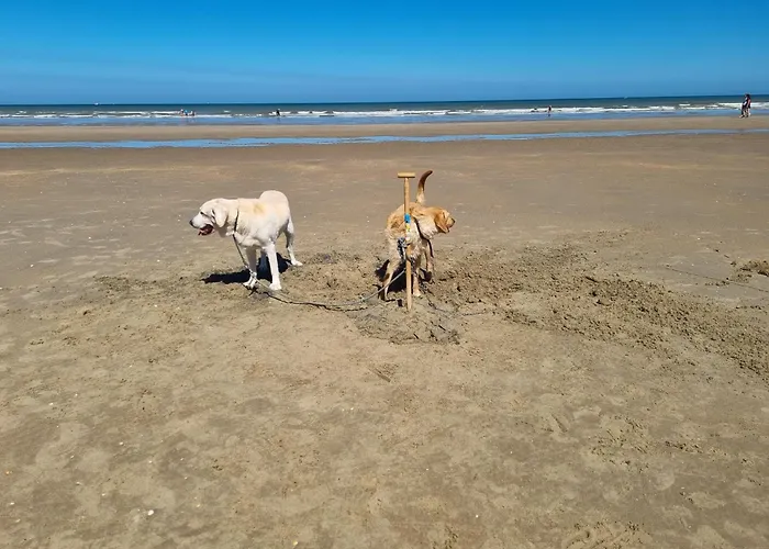 Daire Kunstenaarslaan *